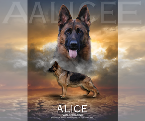 Mother of the German Shepherd Dog puppies born on 09/28/2026