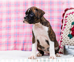Small Photo #8 Boxer Puppy For Sale in WAKARUSA, IN, USA