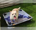 Small #2 Chihuahua