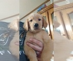Small Photo #2 Golden Retriever Puppy For Sale in SPENCER, TN, USA