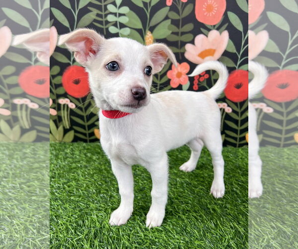 Medium Photo #1 Chihuahua-Unknown Mix Puppy For Sale in Corona, CA, USA