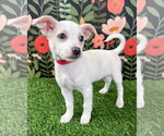 Small Chihuahua Mix