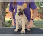 Small #3 Cane Corso