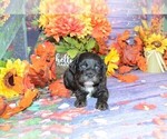 Small Photo #2 Cockapoo Puppy For Sale in LAKE BENTON, MN, USA