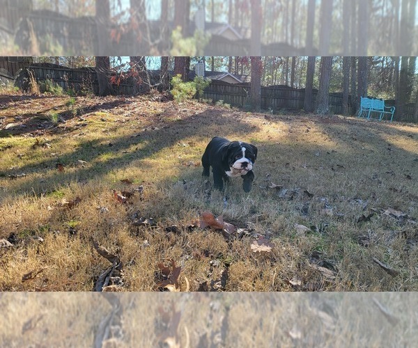Medium Photo #8 English Bulldog Puppy For Sale in POWDER SPRINGS, GA, USA