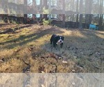 Small Photo #8 English Bulldog Puppy For Sale in POWDER SPRINGS, GA, USA