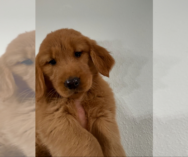 Medium Photo #11 Golden Retriever Puppy For Sale in DAVENPORT, FL, USA