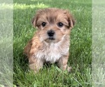 Small #11 Morkie