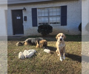 German Shepherd Dog-Great Pyrenees Mix Puppy for sale in AVONDALE ESTATES, GA, USA