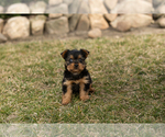 Small Photo #5 Yorkshire Terrier Puppy For Sale in MILLERSBURG, IN, USA