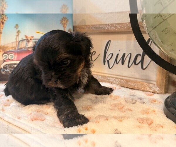 Medium Photo #1 Shih Tzu-Shorkie Tzu Mix Puppy For Sale in ELIZABETH, CO, USA