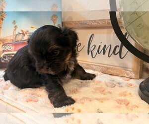 Shih Tzu-Shorkie Tzu Mix Puppy for sale in ELIZABETH, CO, USA