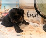 Small Shih Tzu-Shorkie Tzu Mix