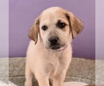 Small Photo #6 Borador Puppy For Sale in Sheridan, CO, USA