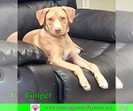 Small Photo #12 Labrador Retriever-Unknown Mix Puppy For Sale in Pensacola, FL, USA
