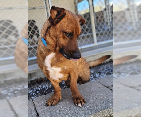 Medium Photo #2 Australian Kelpie-Basset Hound Mix Puppy For Sale in Mountain View, AR, USA