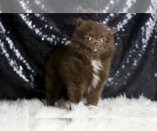 Medium Photo #25 Pomeranian Puppy For Sale in WARSAW, IN, USA