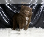 Small Photo #25 Pomeranian Puppy For Sale in WARSAW, IN, USA
