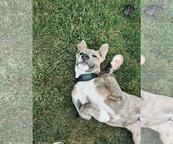 Medium Photo #4 Australian Shepherd-Staffordshire Bull Terrier Mix Puppy For Sale in Mechanicsburg, PA, USA