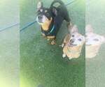 Small #1 Chihuahua Mix