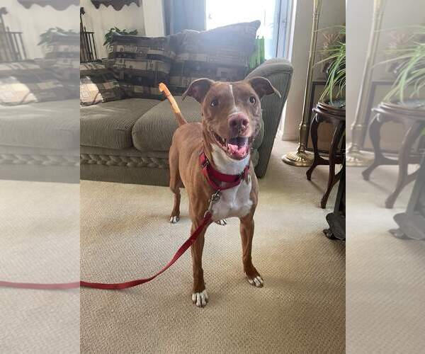 Medium Photo #11 American Pit Bull Terrier-Blue Lacy Mix Puppy For Sale in Rockaway, NJ, USA