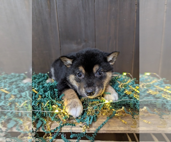 Medium Photo #1 Shiba Inu Puppy For Sale in SHIPSHEWANA, IN, USA