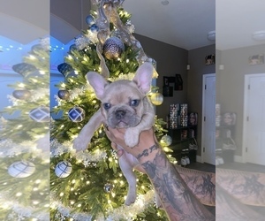 French Bulldog Puppy for sale in BAKERSFIELD, CA, USA
