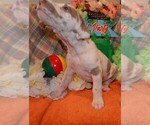 Small Photo #29 Great Dane Puppy For Sale in SPRAGGS, PA, USA