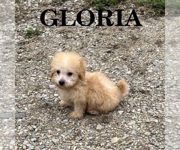 Medium Photo #1 Schnoodle (Miniature) Puppy For Sale in HARTLAND, MN, USA