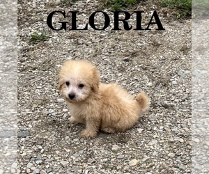 Schnoodle (Miniature) Puppy for sale in HARTLAND, MN, USA