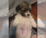 Small #12 Maltipom