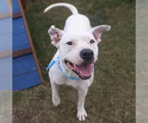 American Staffordshire Terrier Dogs for adoption in San Antonio, TX, USA
