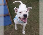 Small American Staffordshire Terrier