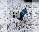 Small #2 Labrador Retriever-Staffordshire Bull Terrier Mix