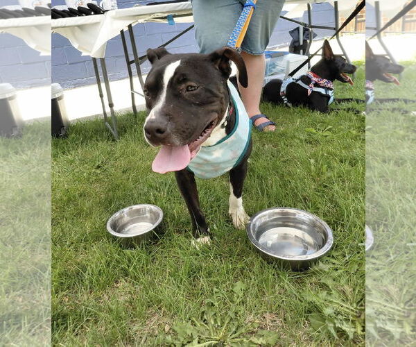 Medium Photo #3 American Pit Bull Terrier-Unknown Mix Puppy For Sale in Germantown, OH, USA