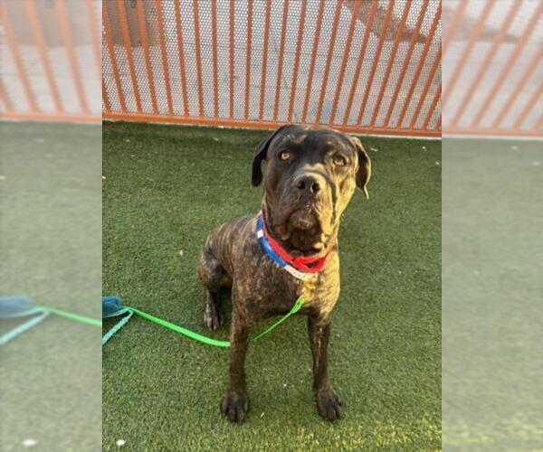 Medium Photo #1 Mastiff-Unknown Mix Puppy For Sale in Las Vegas, NV, USA