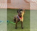 Small Mastiff Mix