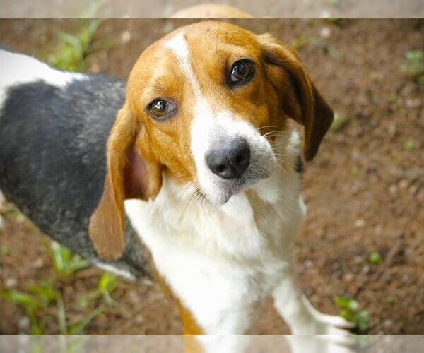 Medium Photo #2 Treeing Walker Coonhound Puppy For Sale in Tallahassee, FL, USA