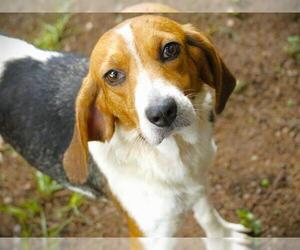 LULU - Female Treeing Walker Coonhound Dog for Adoption - Photo #2