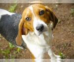 Small #1 Treeing Walker Coonhound