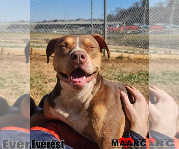 Medium Photo #23 Catahoula Leopard Dog-Unknown Mix Puppy For Sale in Maryville, TN, USA