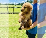 Small #3 Golden Retriever