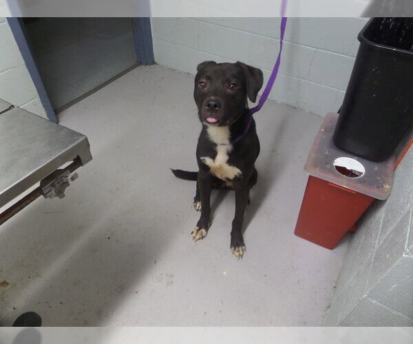 Medium Photo #1 Labrador Retriever-Unknown Mix Puppy For Sale in Augusta, GA, USA