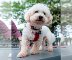 Small #3 Poodle (Miniature)
