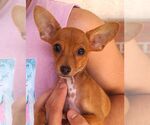 Small #1 Chihuahua