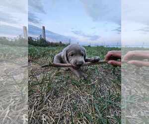 Labrador Retriever Puppy for sale in ROYAL CITY, WA, USA