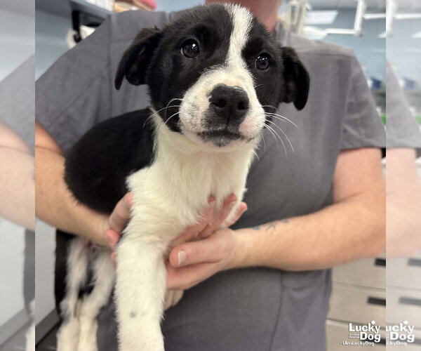 Medium Photo #2 Australian Shepherd-Unknown Mix Puppy For Sale in Washington, DC, USA