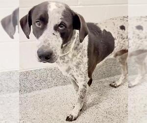 WATSON - Male German Shorthaired Pointer Dog for Adoption - Photo #2