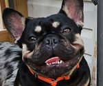 Small Photo #1 French Bulldog Puppy For Sale in FENTON, MO, USA