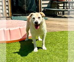 Small #9 Labrador Retriever Mix